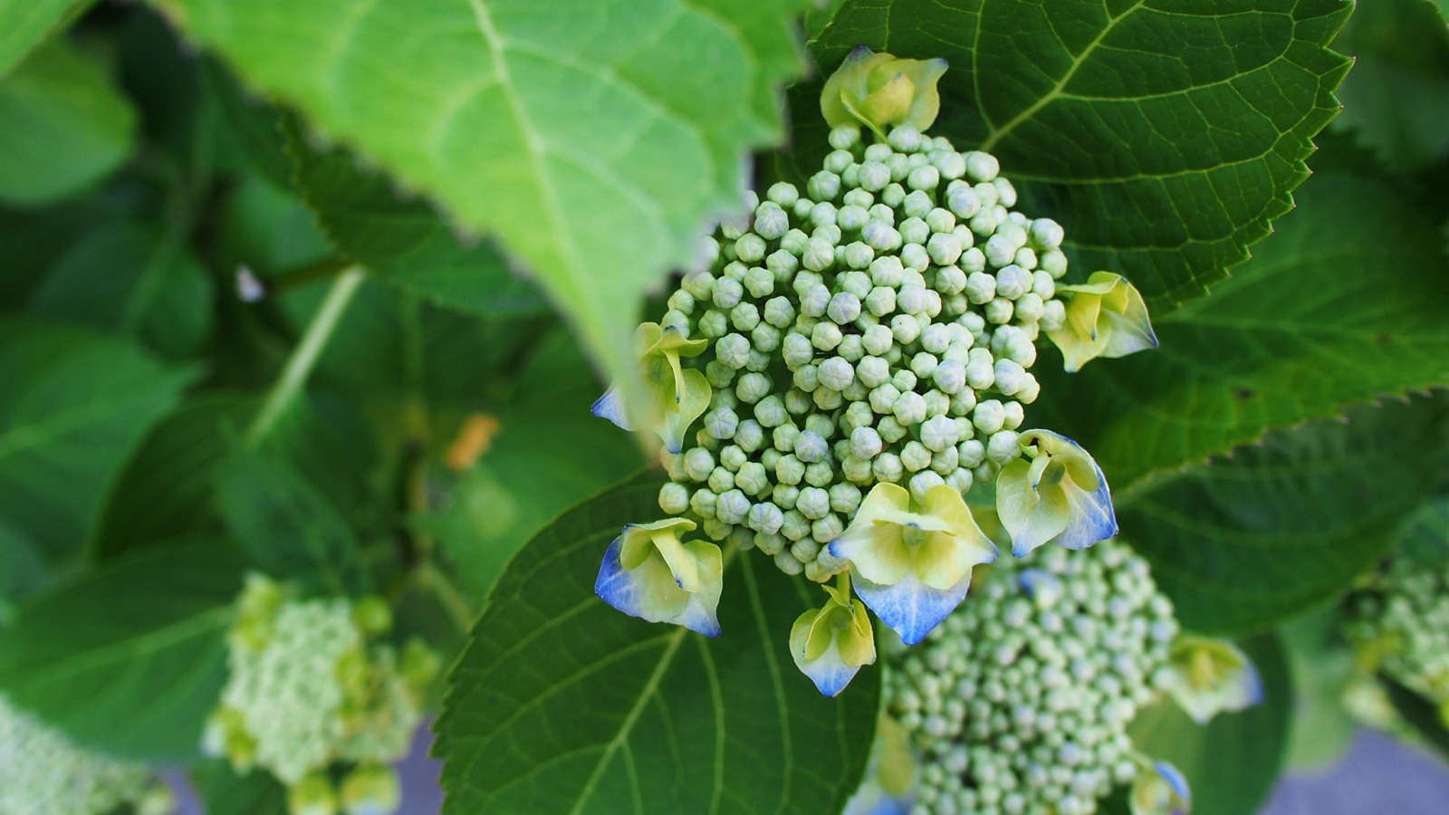 pianta, Canada, verde, Vancouver, giardino, avanti Cristo, bokeh, British Columbia, ortensia, 169, estremità occidentale, hortensia, Ajisai, Lacecap, Ha portato la stella, Panasoniclumixg14mmf25, olympusem5