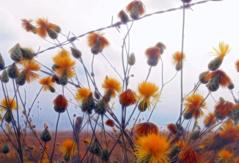 himmel,blomst,wildflower,flora,forår,plante