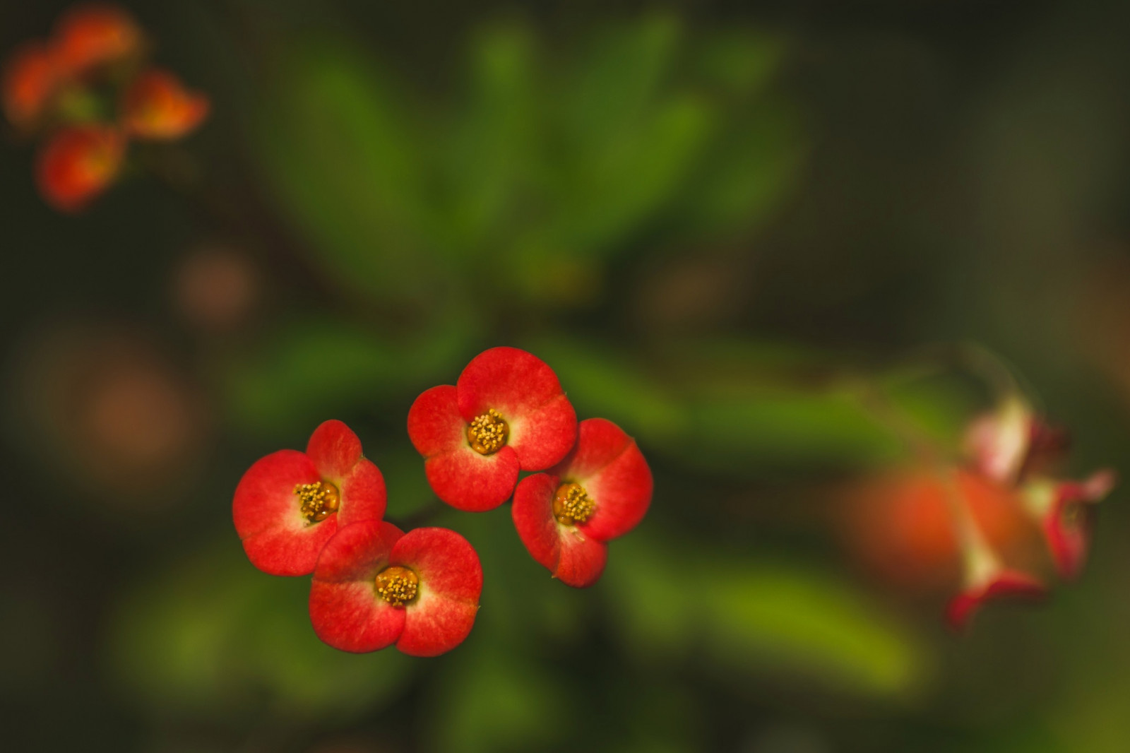 Wallpaper plants, red flowers 2048x1365 WallpaperManiac 1206155