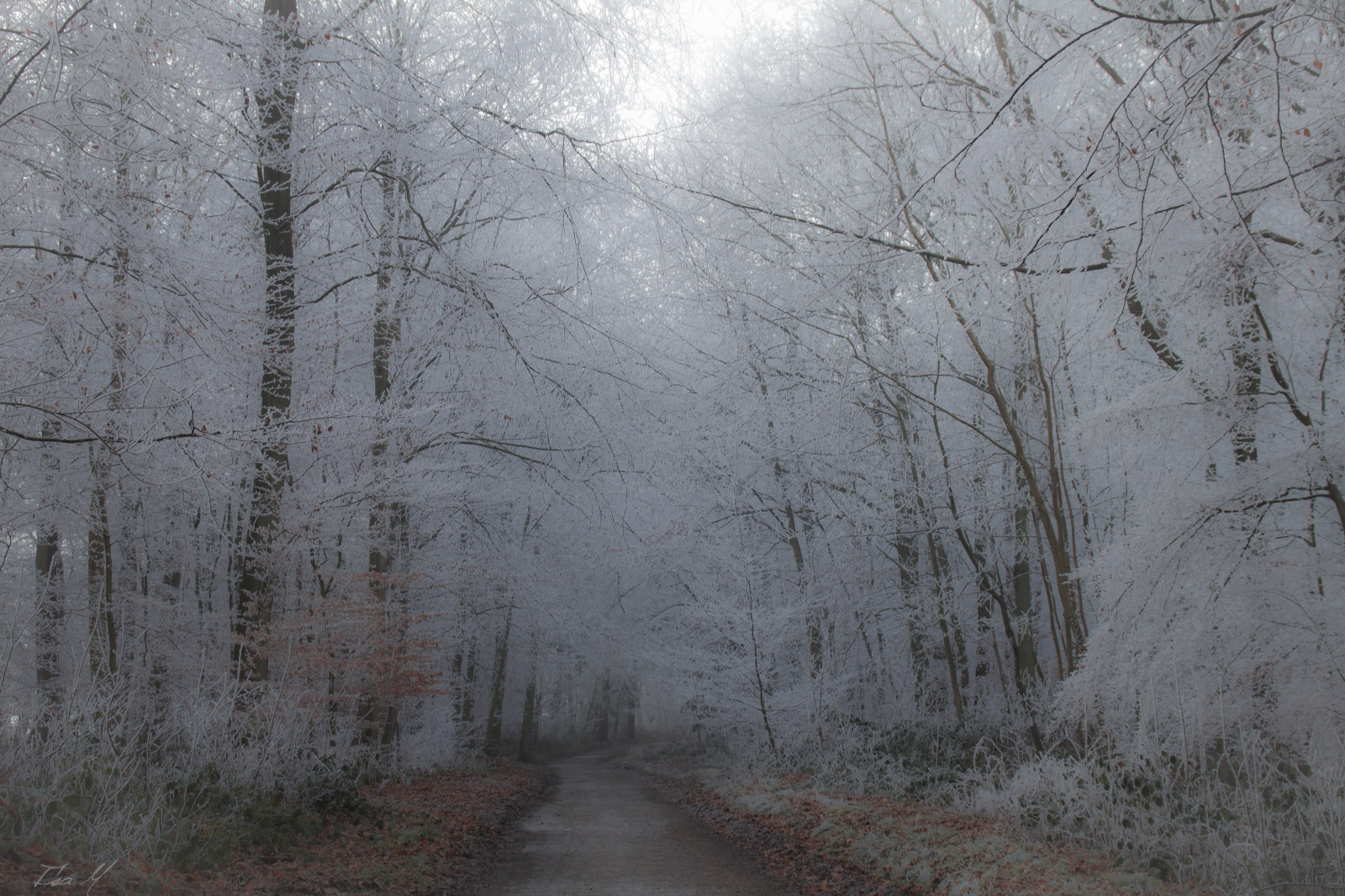 stromy, les, sníh, zima, dřevo, větev, ráno, mlha, mráz, zmrazení, strom, mlha, počasí, sezóna, simplysuperb, vánice, zálesí, místo výskytu, atmosférický jev, normandie, zimní bouře, déšť a sníh mísí