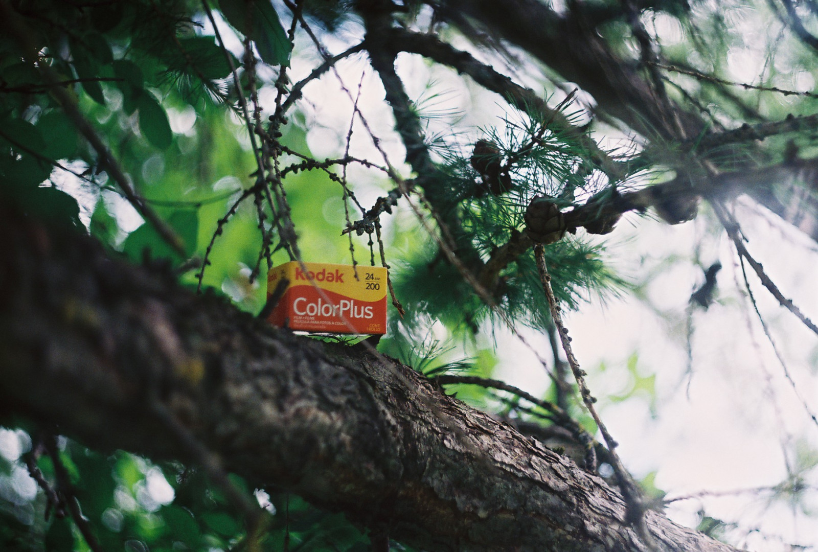 træ, film, blade, analog, 35MM, Estland, Kodak, bokeh, Zenit, kviste, kegler, Eesti, zenitet