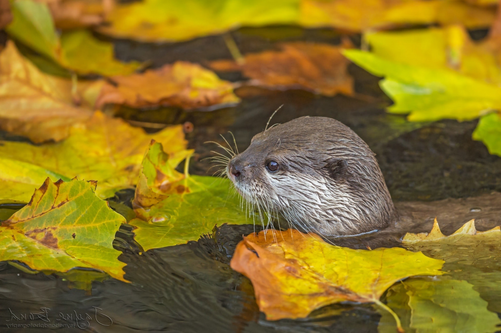 2048x1365 px, zvěř, savci, vydry