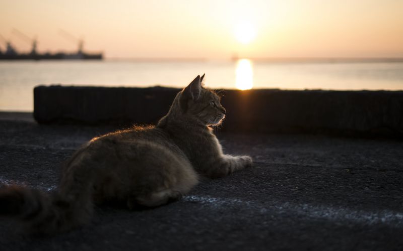 2560x1600 px,gatto,tramonto