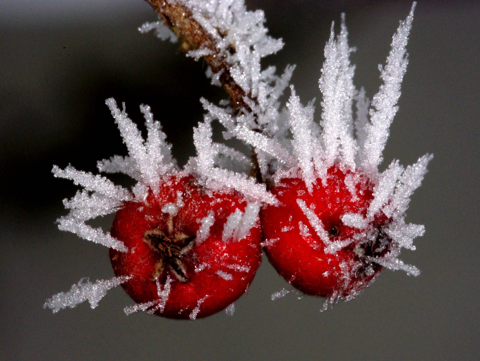 น้ำค้างแข็ง, การแช่แข็ง, การถ่ายภาพมาโคร, ถ่ายภาพนิ่ง