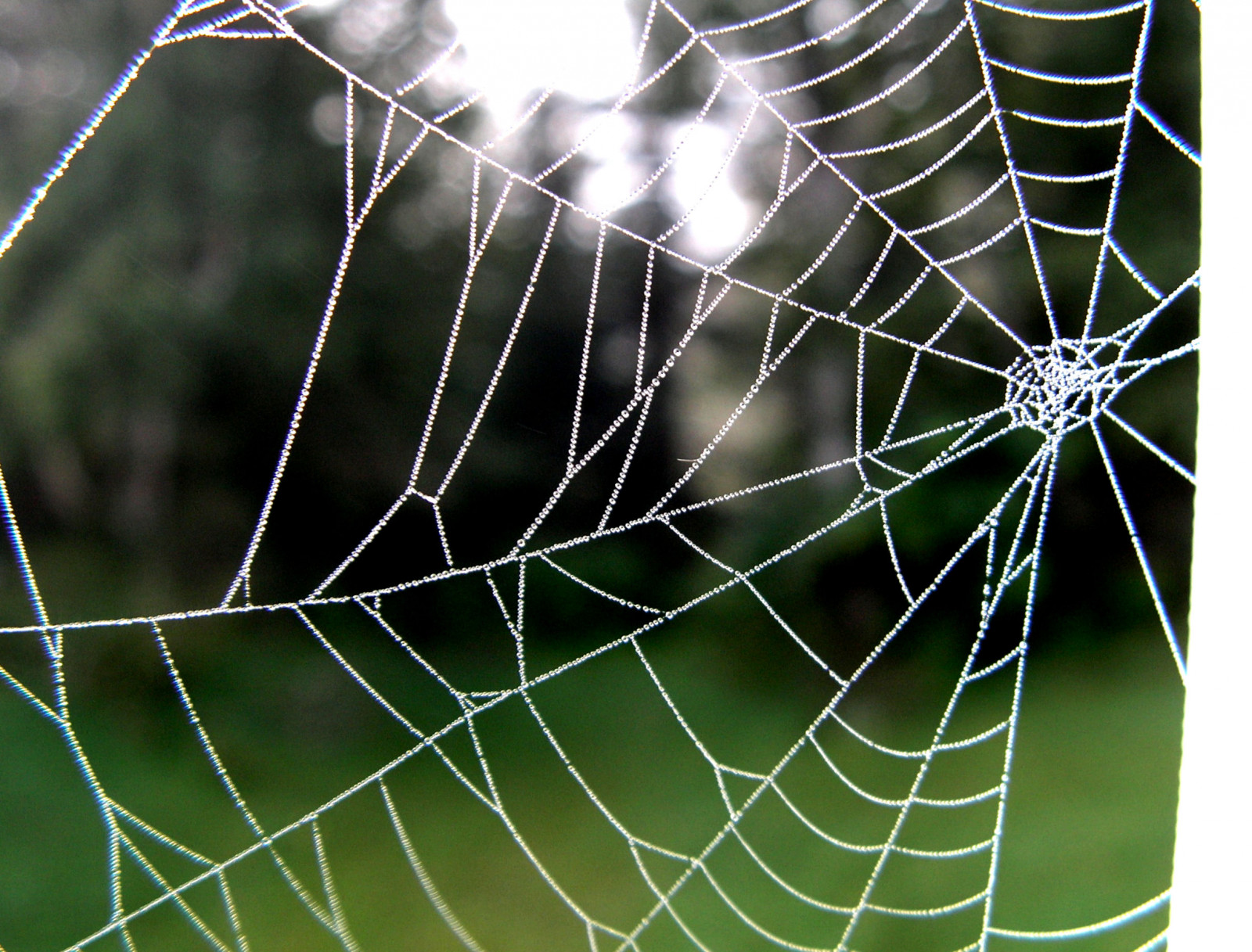 searchthebest, web, Getty, bludiště, Carole, Soe, past, naturesfinest, 25faves, mywinners, anawesomeshot, colorphotoaward, superbmasterpiece, diamondclassphotographer, superhearts, ysplix