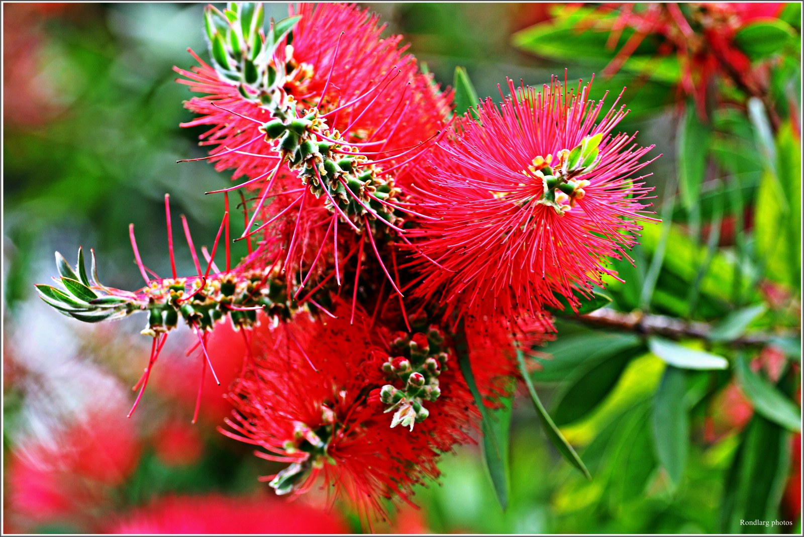 이탈리아, 자연, 꽃, 봄, 잎, 꽃, 식물, 플로라, 이탈리아, 자연, 그림 물감, 부시, 멀리 베인, 1001nights, 1001nightsmagiccity, 블레어 테, 프랑크, 닫다, 매크로 사진, 식물 줄기, 부시, 병 칫솔, Callistemon, pfeifenputzer, syzygium malaccense