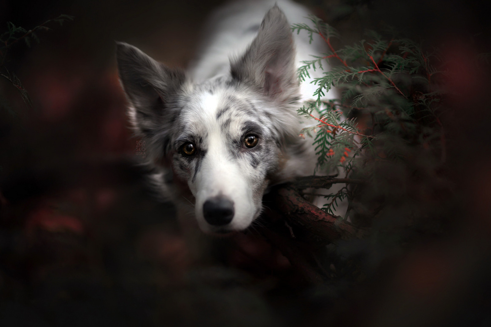 วอลเปเปอร์ : หมา, สัตว์เลี้ยงลูกด้วยนม 2048x1365 - WallpaperManiac ...