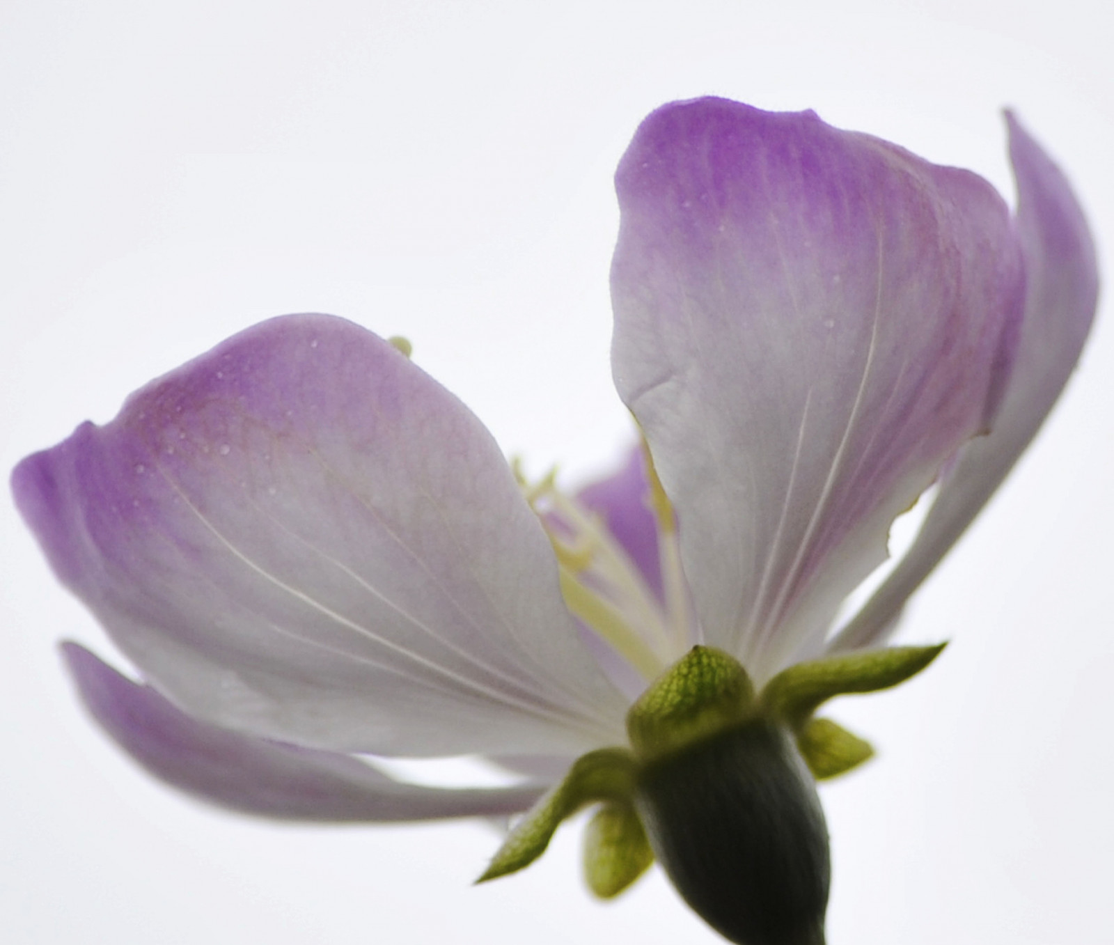 květiny, flores, Příroda, Brasil, měkký, nachový, natureza, ngc, flor, bílé pozadí, quintaflower, flowerthursday, 2012, petalas, whiteandpink, suavidade, thegalaxy, floresdobrasil, boufapril12