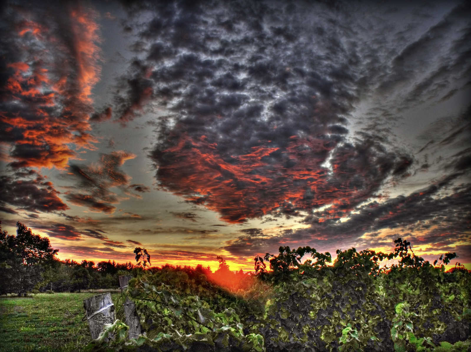 vinná réva, vineland, strom, tonemapping, západ slunce, slunce, nebe, samsungmaster, Samsung, venkovský, Červené, Picnik, Photomatix, paulboudreauphotography, Ontario, Niagara, Mistr, Lincoln, světlo, HDR, zelená, hrozny, fujifilmfinepixs1500, mraky, Kanada, awardtree, trolledproud, magicpix, rockpaper, tmoa, daarklands, newreality, sharingart, photomanipulation, exoticimage, vividimagination, pastfeaturedwinner, specialexoticaward