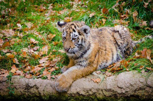 tiger,wildlife,big cats,Zoo,foliage,Siberian tiger