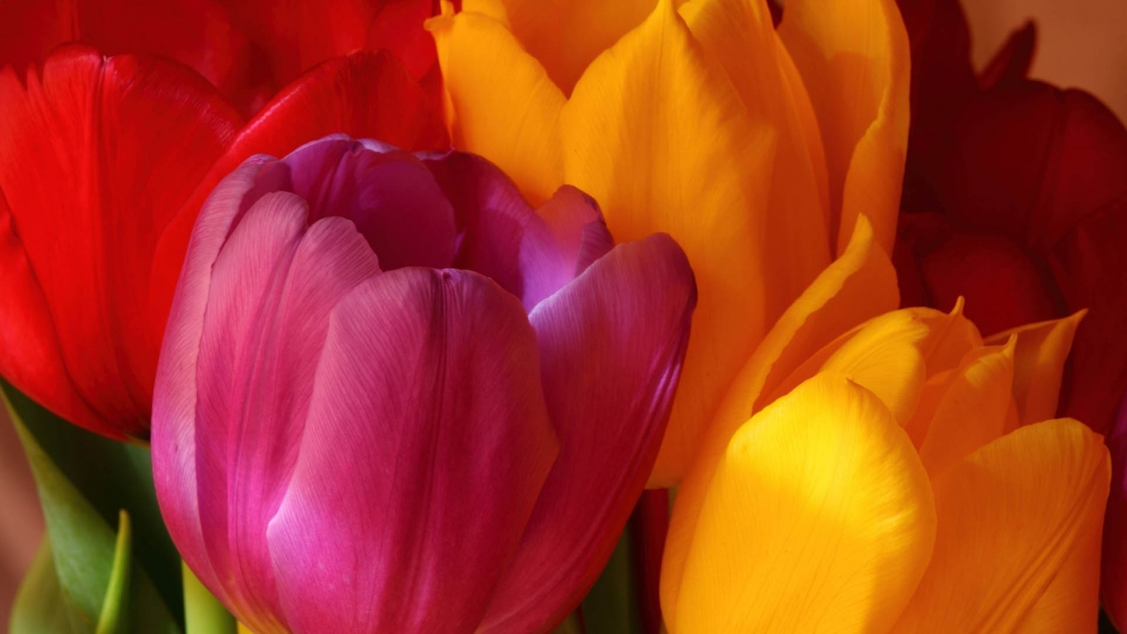 tulipán, rostlina, Lístky