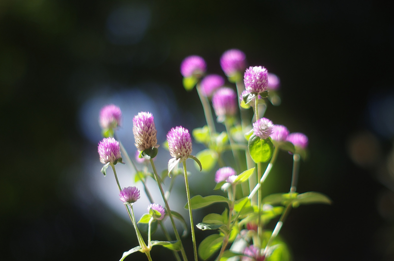 Japonsko, zahrada, Příroda, fotografování, zelená, květ, květ, rostlina, kobe, flóra, okvětní lístek, louka, divoká rostlina, botanika, suchozemská rostlina, kvetoucí rostlina, zblízka, makro fotografie, závod stonek, nektar