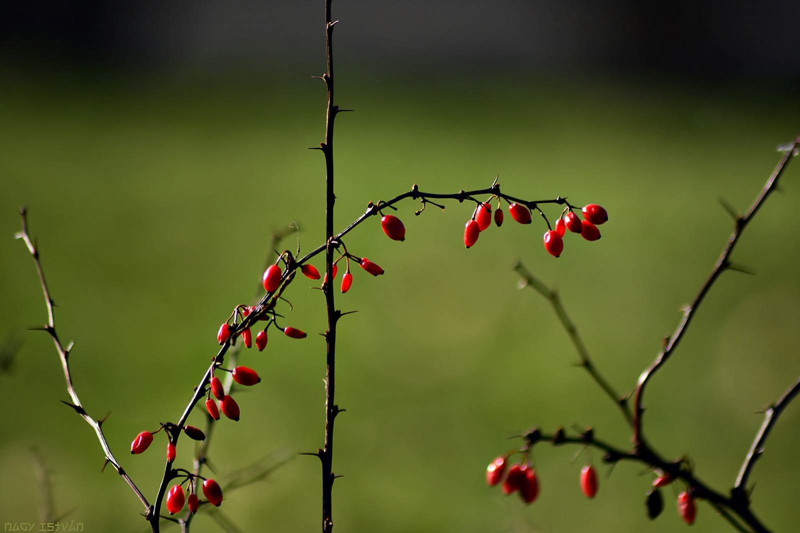 inverno, rosso, pianta, nero, verde, natura, cespuglio, bacca, Nikon, Ungheria, sfondo, szet termine, magiaro, bacche di rosa canina, bokor, Magyarorszag, Piros, 2016, z ld, Fekete, n v ny, tel, h tt rk p, csipkebogy, folletto, ag, t rkeve, hecsedli, nagyistv n, nagyistvan8