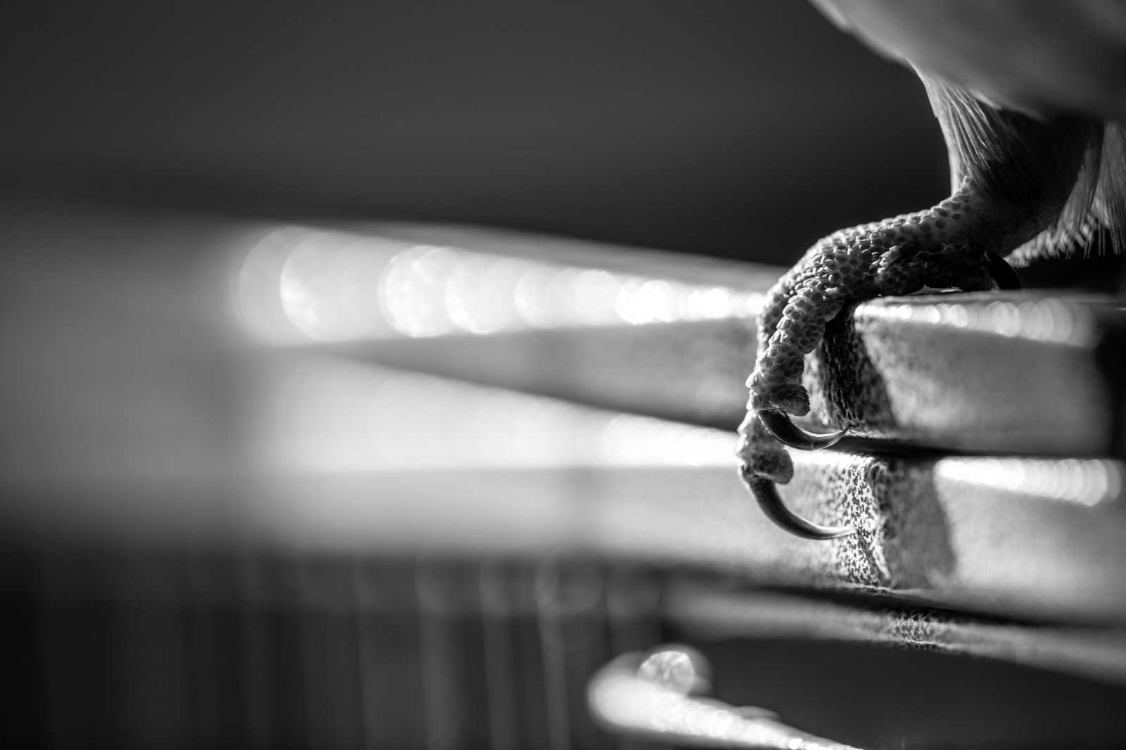 bw, detalje, makro, fugl, natur, aften, Virginia, dis, udsættelse, Tak, Forenede Stater, fuzzy, fin kunst, søm, natur, konkurrence, glat, M, udforske, romantisk, univers, i går, makro, Virginia Beach, Quantum, Vogel, joecool, universum, kunstwelt, photosophie, Lipom, crowdmedia, one7, drachenfanger, httpwwwdrachenfangerskunstweltcom, andreasmgiesea