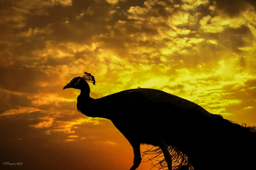 ráno, svítání, morningsky, cloudsandsky, pták, páv, silueta, ranní světlo, barvy, krása, Příroda, Kánon, canoneos, Indie