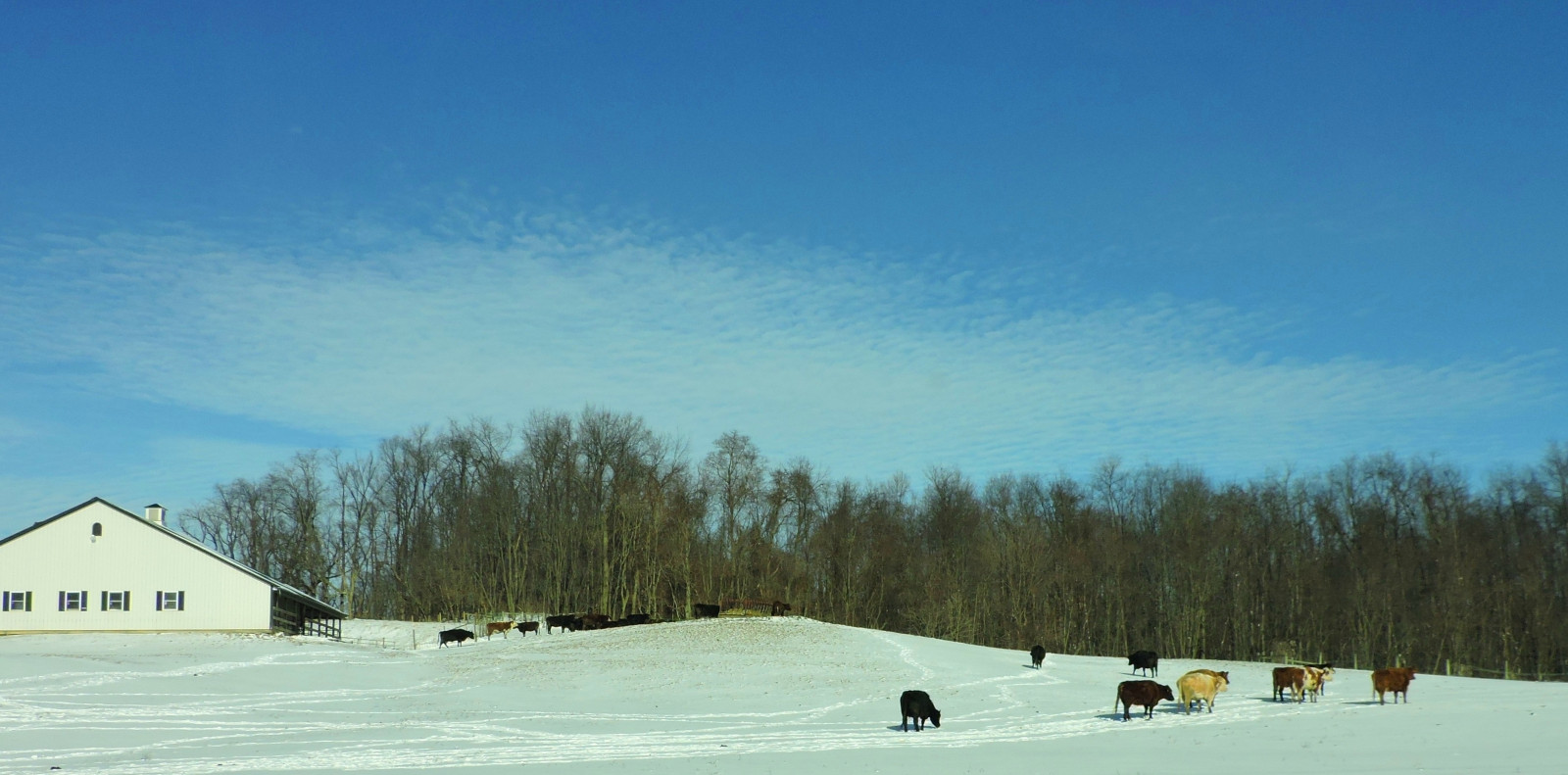 sportovní, stromy, kopec, nebe, sníh, zima, mraky, hospodařit, letovisko, stodola, kráva, cesta, 2015, venkovský, lyžování, Ohio, Lyže, hora, počasí, sezóna, hospodářská zvířata, dobytek, stádo, cesty, piste, portagecountyohio, suffieldohio, vrchol kopce, zimní sport, lyžařské vybavení, randolphroad, pathsinthesnow, january2015, dumasfarm