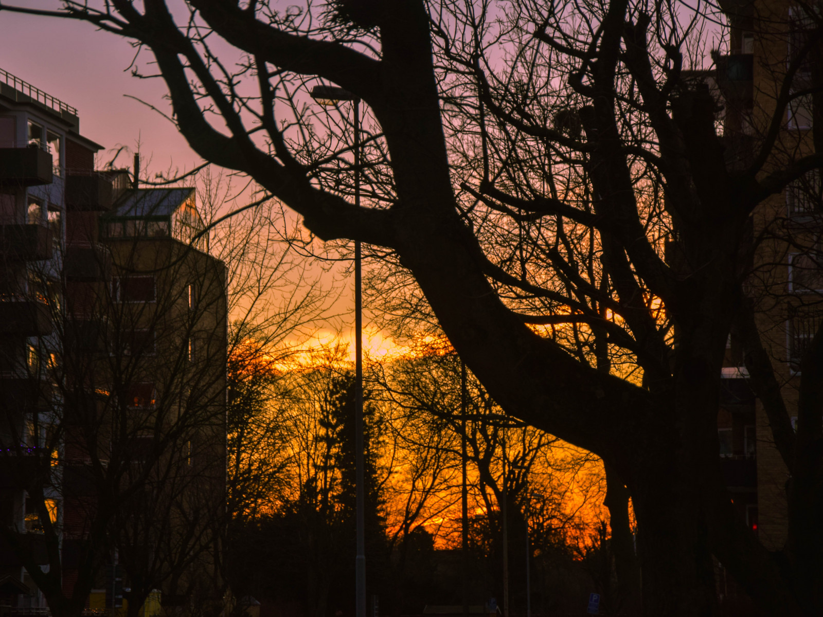 slunečnímu záření, stromy, ptactvo, západ slunce, noc, Příroda, nebe, park, mraky, větev, svítání, večer, ráno, slunce, Švédsko, soumrak, Sverige, strom, podzim, list, květ, svítání, rostlina, venkovní, cityview, sezóna, sk nel n, se, Ribersborg, solnedg ng, euorpe, Malmo, tma, atmosférický jev, dřevina