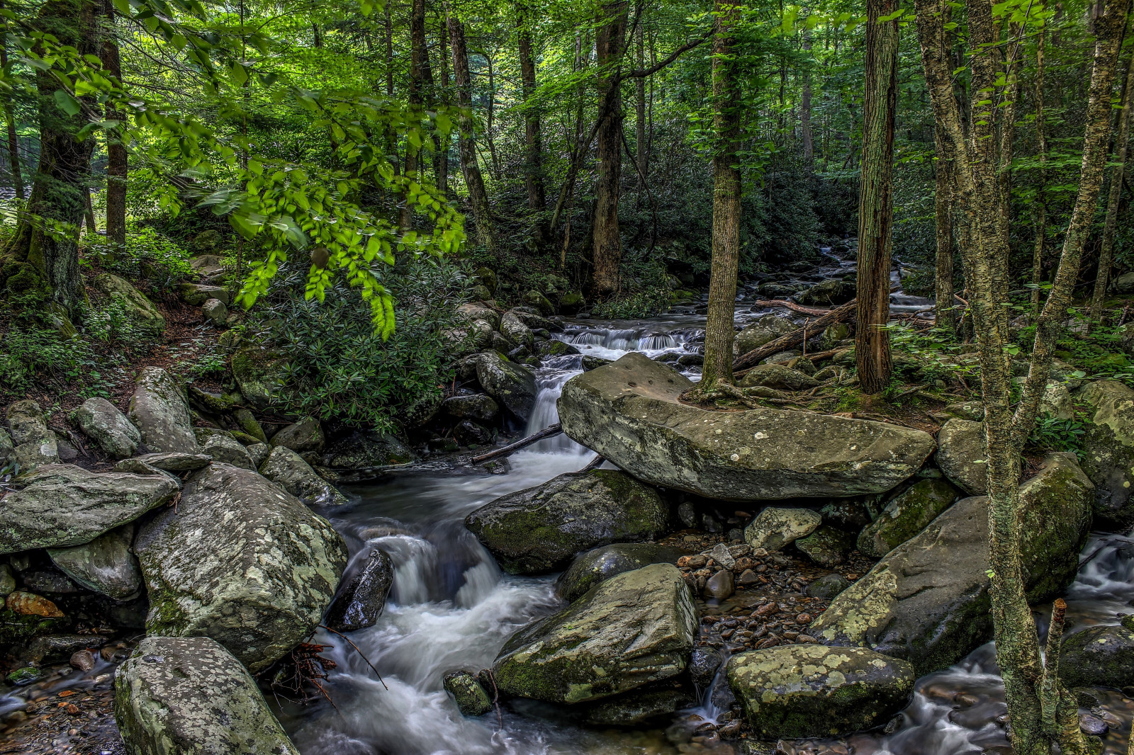 alberi, foresta, cascata, roccia, natura, piante, fiume, natura selvaggia, giungla, ruscello, foresta pluviale, riserva naturale, burrone, albero, autunno, alveo, pista, vegetazione, Rapido, torrente, bosco, habitat, ambiente naturale, caratteristica geografica, ecosistema, bioma, corpo d'acqua, vecchia foresta di crescita, giochi d'acqua