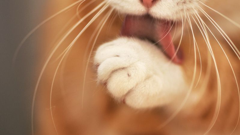 kočka, nos, hloubka pole, fotografování, pusa, kníry kočka, nos, hloubka pole, fotografování, pusa, kníry