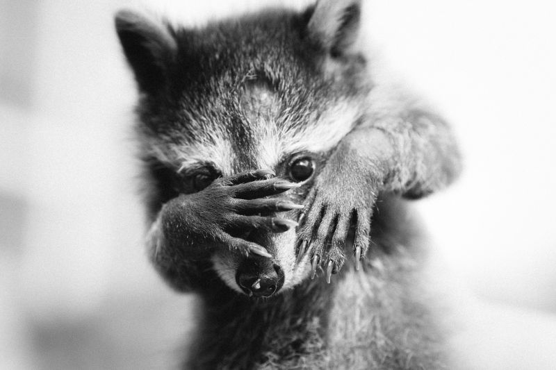 zvěř, černobílý, fotografování, nos, mývalové, savec zvěř, černobílý, fotografování, nos, mývalové, savec