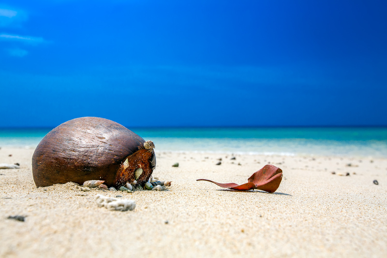 zvěř, jídlo, moře, voda, Příroda, pobřeží, písek, nebe, pláž, Indie, Cestovní ruch, pobřeží, slunce, tropický, karibský, dovolená, list, oceán, Sluneční svit, hdrphotography, dovolená, cestování, modrá obloha, turista, tapeta na zeď, ráj, andaman, kokosový ořech, geotagged, ngc, národní geografie, backpacking, tělo z vody, naturebeauty, showinmyeyes, fotobyiztokkurnik, průvodce, travelindia, turistický průvodce, procestovat svět, cestovní brožura, úžasná Indie, naturepostcard, havelockisland, andamanandnicobarislands, emeraldblueandyou, iztokkurnik, osamělá planeta, cestovní kancelář, tripadvisor, wallpaperphoto, fotoreportér, písečná pláž, Karibské moře, globetrekker, sandbeach, krásné místo, bestbeaches, andamanislands, andamannicobarislands, Caribbeanbeach, Tropicalbeach, Wwwiztokkurnikcom, Andamaninformation, Islandinformace, Průvodce, Paradiseonearth, Gpslocation, Placetoze, Placetotravel, Kde tototravel, Go2andaman, Havelock, místa k pobytu, coastal and oceanic landforms