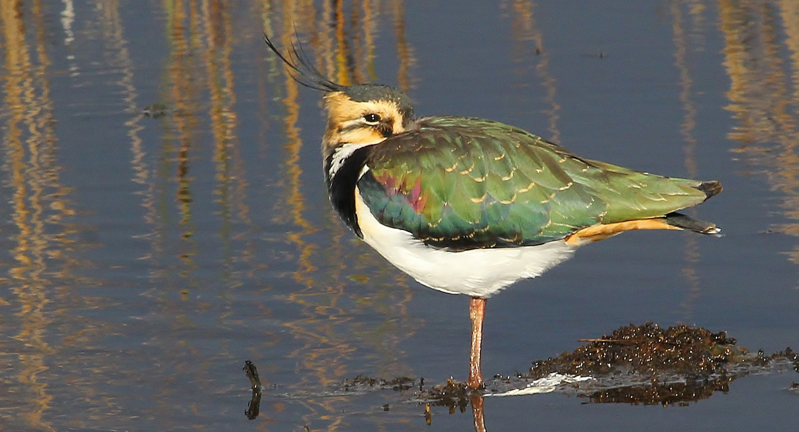 ptactvo, Příroda, odraz, Volně žijících živočichů, kachna, britský, zobák, modrozelený, pták, křídlo, ngc, fauna, npc, obratlovců, vodní pták, shorebird, přírodní historie, čejka chocholatá, rybářské boty, lodmoredorset