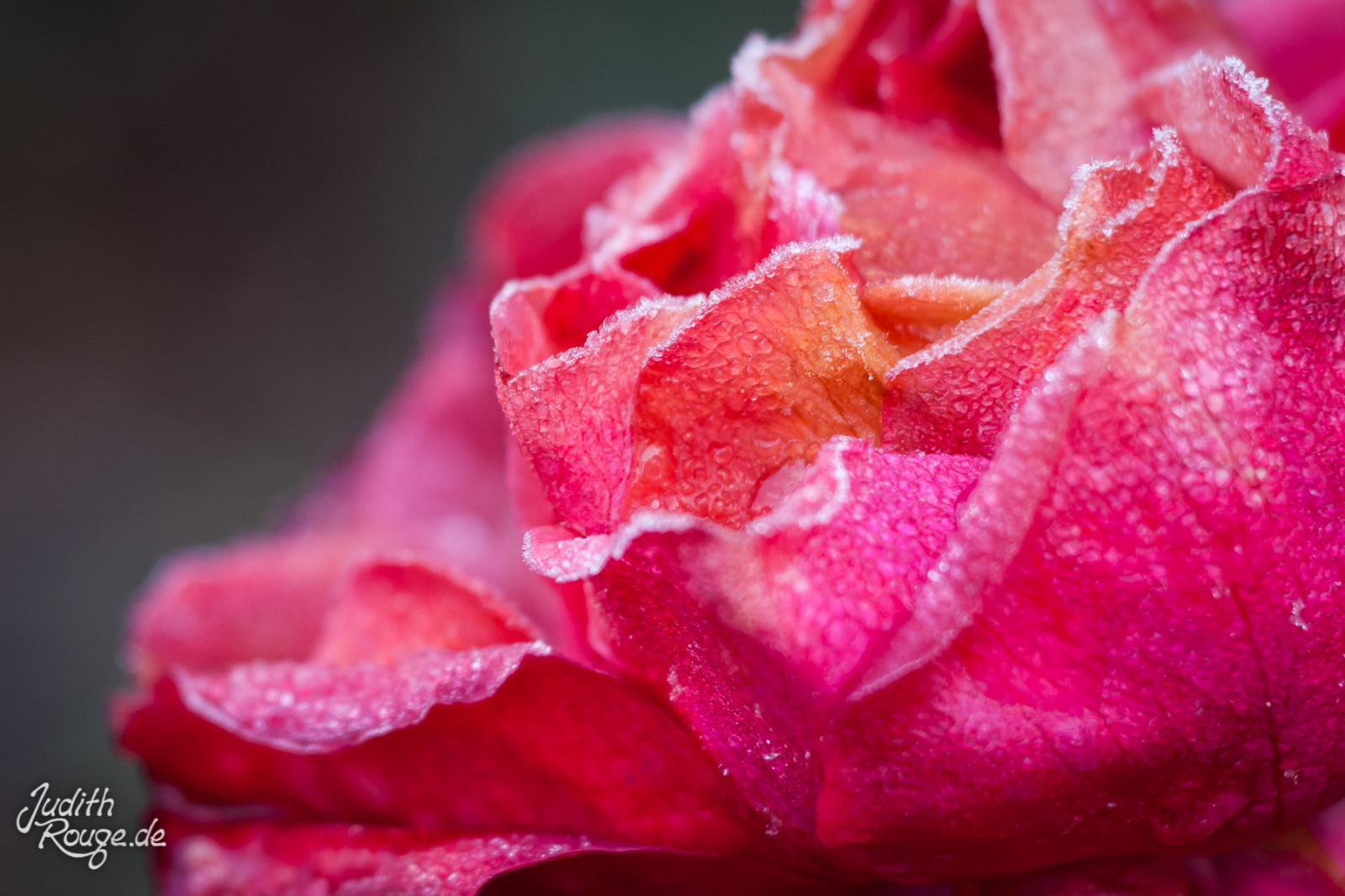 สีชมพู, สีแดง, ดอกไม้, กุหลาบสวน, ดอกกุหลาบ, กุหลาบครอบครัว, กลีบดอก, ใกล้ชิด, การถ่ายภาพมาโคร, พืช, สั่งกุหลาบ, floribunda, rosa centifolia, สีม่วงแดง, จีนเพิ่มขึ้น, พืชดอก, ความชื้น