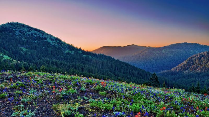 bunt, Berge, Natur, Landschaft, Blumen bunt, Berge, Natur, Landschaft, Blumen