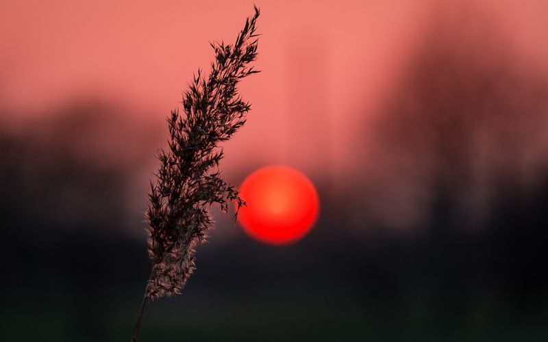 slunečnímu záření, hloubka pole, západ slunce, Příroda, Červené, odraz slunečnímu záření, hloubka pole, západ slunce, Příroda, Červené, odraz