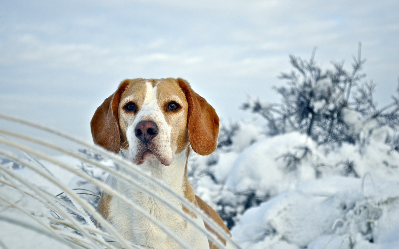 Wallpaper : dog, puppy, beagle, snout, snow, winter 2560x1600 ...