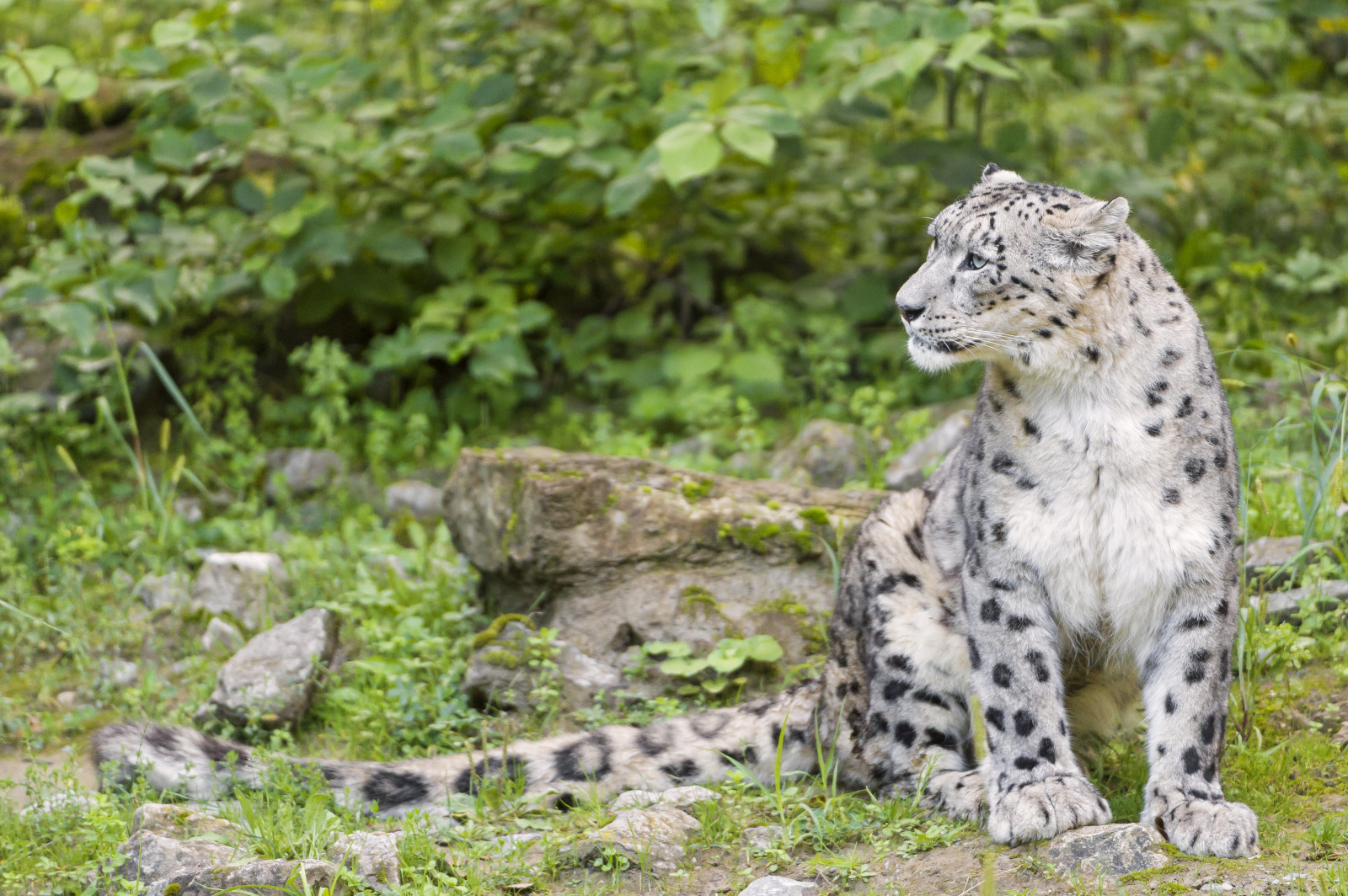 kočka, portrét, ocas, Skála, tráva, kameny, sedící, Volně žijících živočichů, národní park, Švýcarsko, Nikon, velké kočky, zoologická zahrada, kníry, leopard, levhart sněžný, otec, Zurich, velký, lučina, divoký, hledá, vegetace, boční, levhart sněžný, načechraný, mužský, fauna, savec, d4, kočka jako savci, čenich, carnivoran, organismus, terrestrial animal