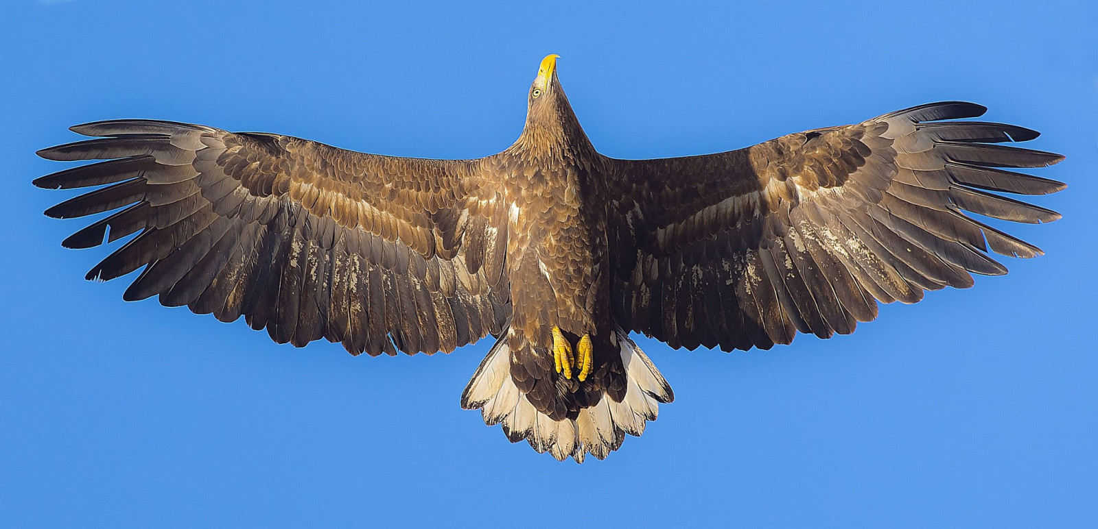 animali, fotografia, natura, uccello rapace, aquila, aquila calva, becco, uccello, poiana, ala, fauna, vertebrato, Accipitriformi