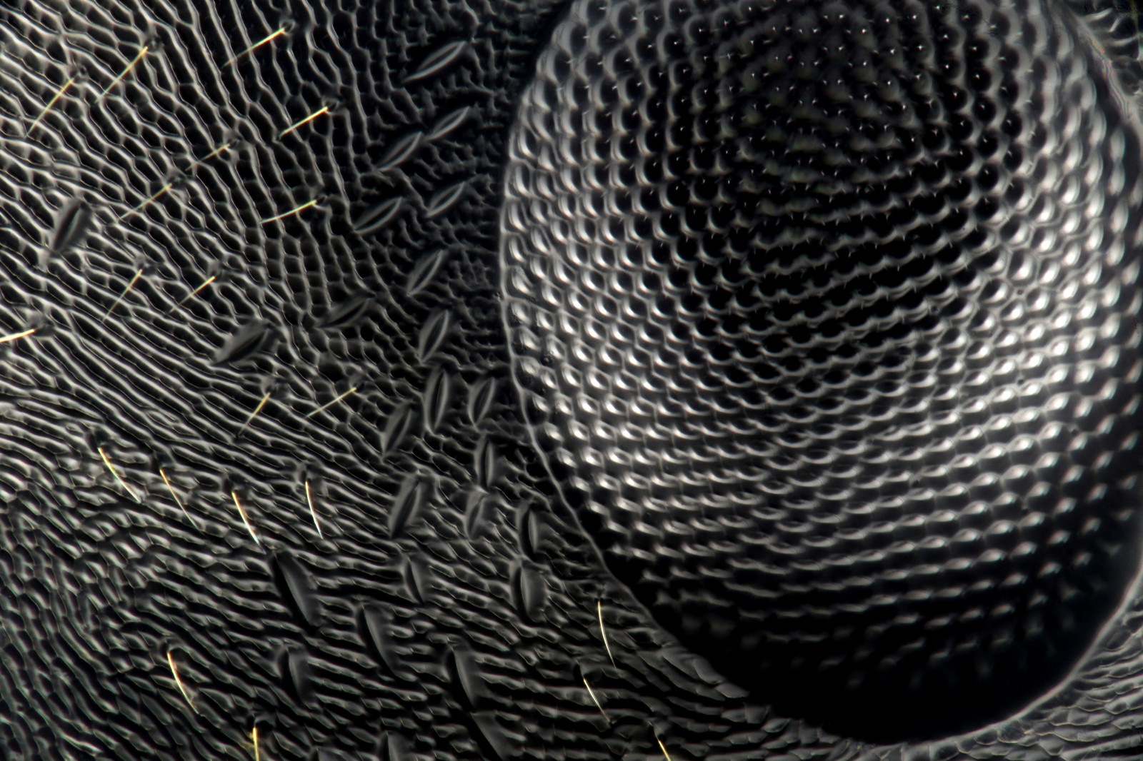 makro, Příroda, hmyz, Létat, křídla, mravenec, křídlo, Komár, micro, lepit, macropod, mikroskop, hra duhovými barvami, nymfa, tesař, phasmid, macroscopicsolutions