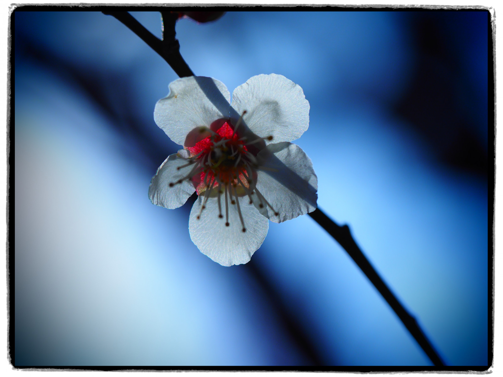 bílý, nebe, větev, Třešňový květ, květ, jaro, květ, rostlina, UME, flóra, okvětní lístek, japaneseapricot, větvička, počítač tapeta, zblízka, makro fotografie, zátiší fotografování, švestkové květy, prunus, rosaceae, Rostliny, Prunusmume
