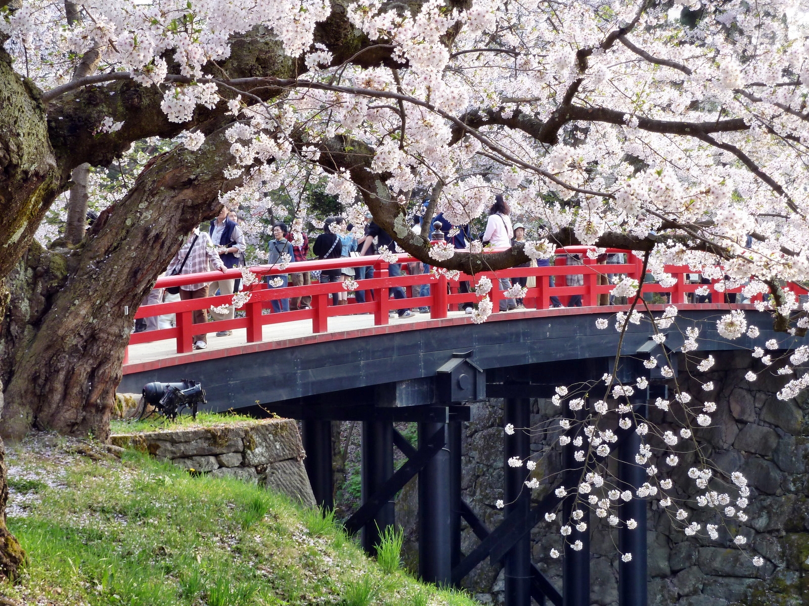 Japonsko, Třešňový květ, sakura, Hirosaki, kirschbl te, thegalaxy, P1010831, touraroundtheworld
