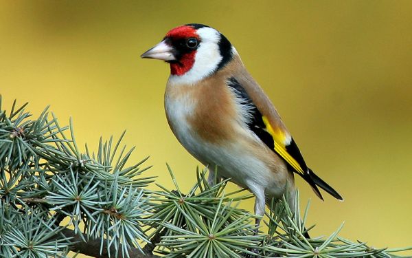 bird,branch,color,sit,striped,bright