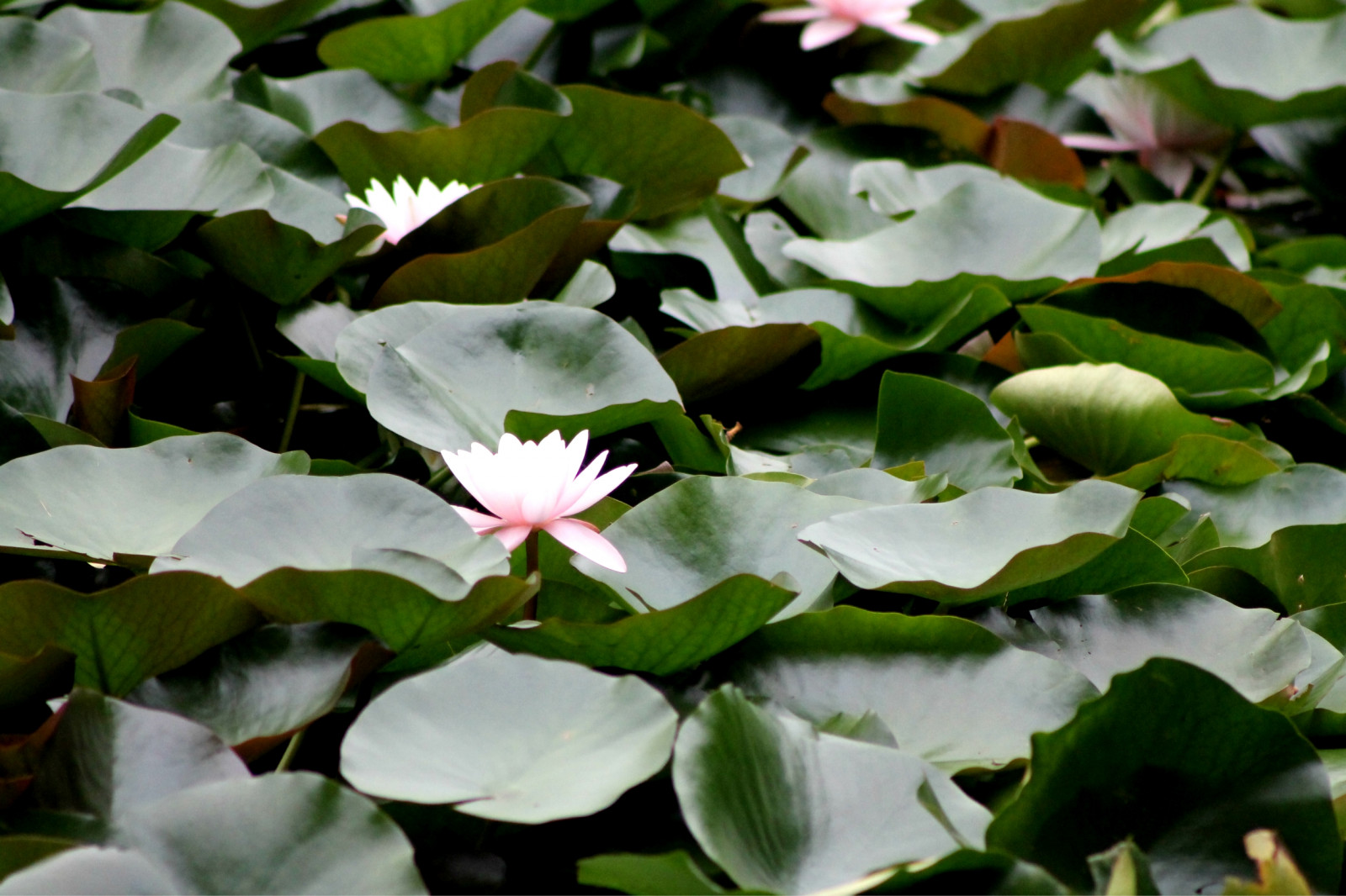 ดอกไม้, น้ำ, ความรัก, ท้องฟ้า, การถ่ายภาพ, สีม่วง, สีเขียว, สีน้ำเงิน, Canon, เกาะ, ฤดูร้อน, เหล้าองุ่น, ยุโรป, วันหยุด, ฤดูใบไม้ผลิ, โปรตุเกส, โลตัส, วันหยุด, อะซอเรส, สี, การท่องเที่ยว, ใบไม้, ดอกไม้, ปลูก, รูปภาพ, มหาสมุทร, พืช, ฟลอเรส, เกาะ, กลีบดอก, การเดินทาง, ภาพถ่าย, มีชีวิต, instagramapp, พืชน้ำ, บัวศักดิ์สิทธิ์, ตระกูลโลตัส