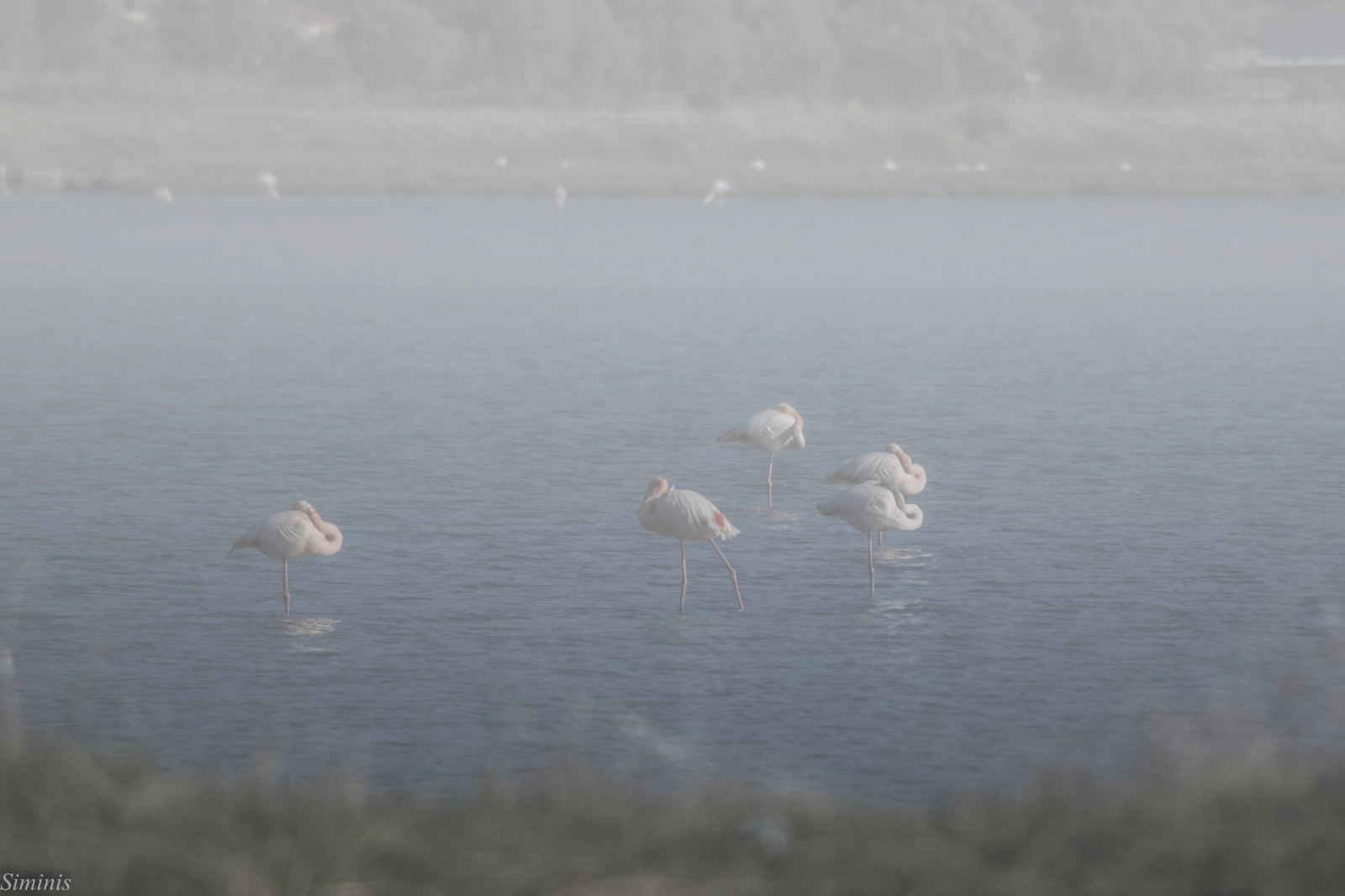 siminis, Mytilene, egejský, Egejské moře, Řecko, plameňáci, mlha, Mistylandscape, mokřady, Kalloniwetlands, Mistywetlands