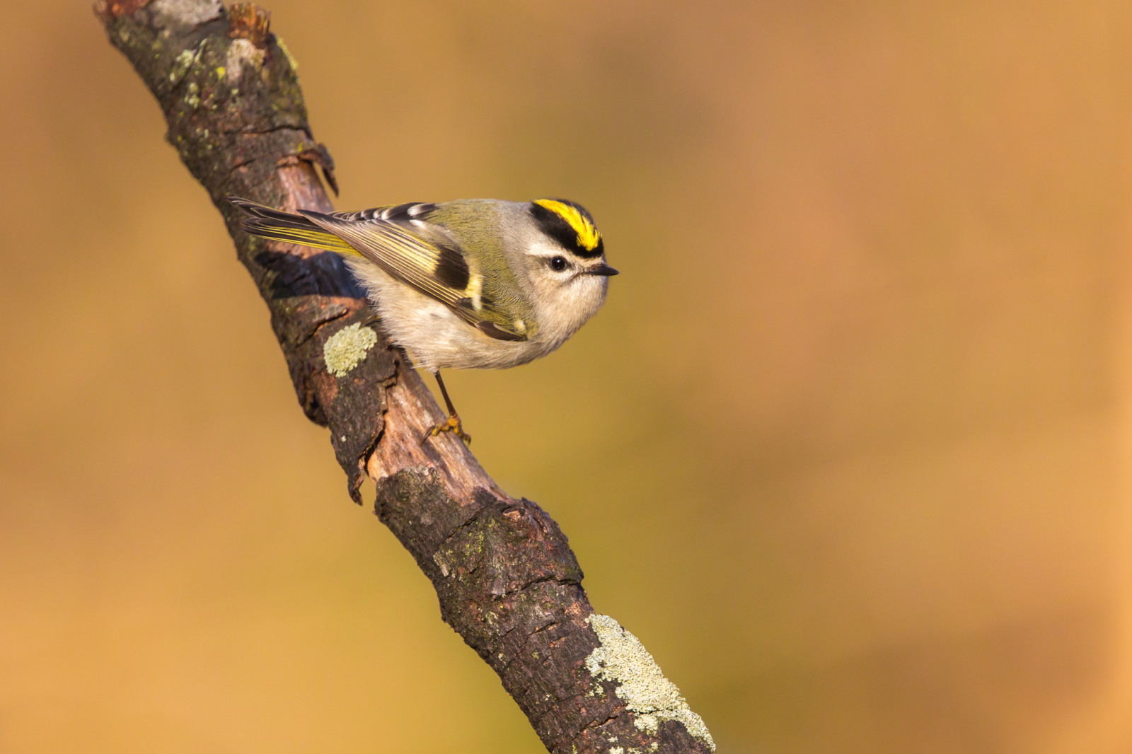 Wallpaper goldencrownedkinglet, bird, passerine, nature, wildlife, pa