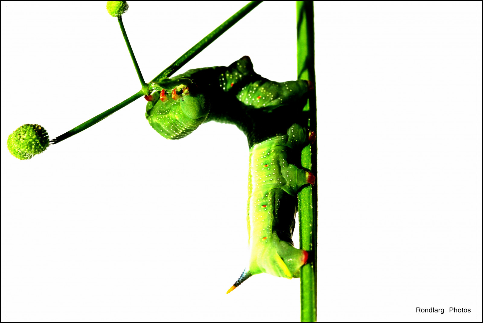 makro, ast, větev, Housenka, 1001nights, makro, Raupe, 1001nightsmagiccity