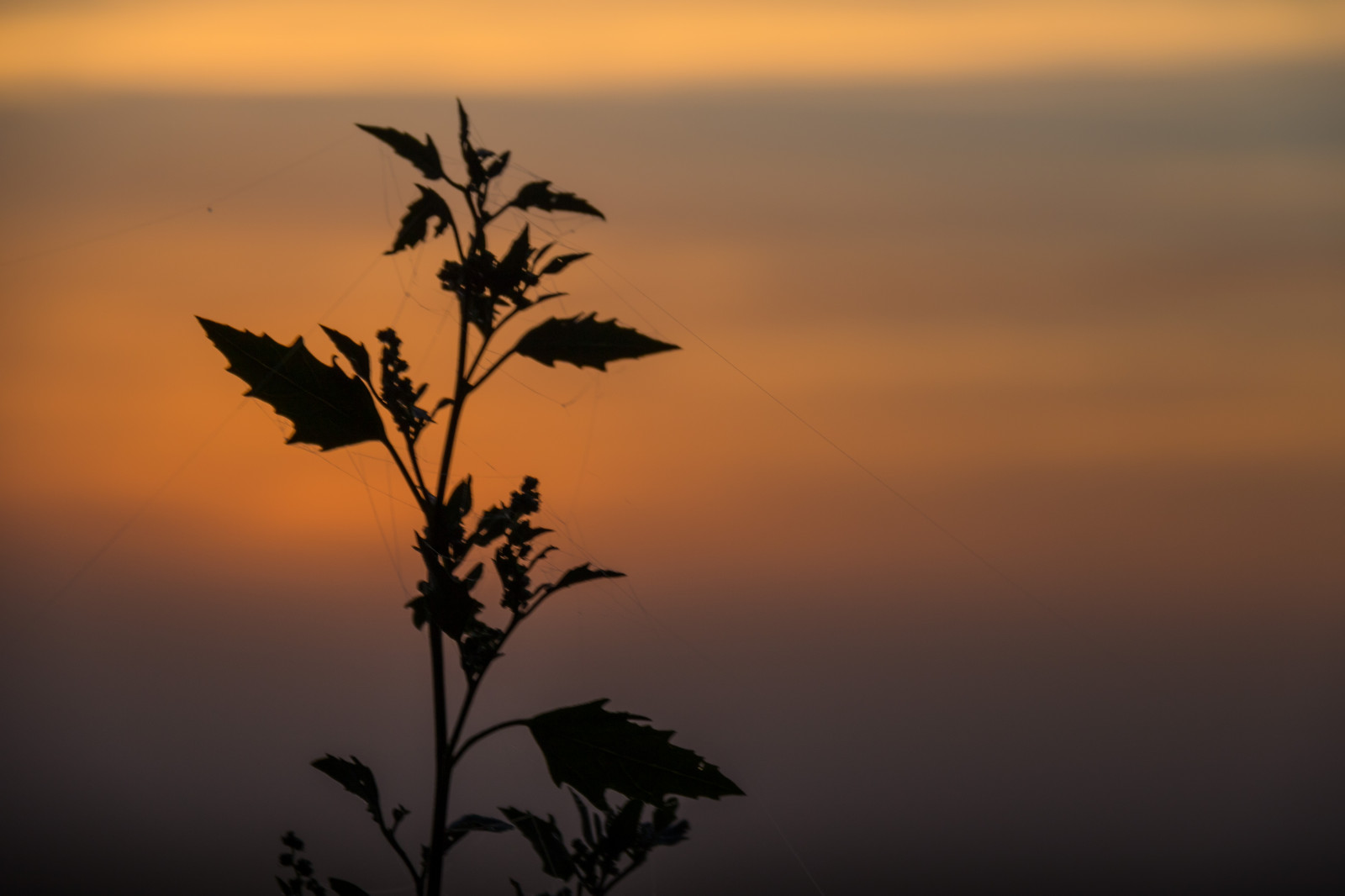slunečnímu záření, západ slunce, Příroda, nebe, silueta, větev, svítání, večer, ráno, mlha, horizont, atmosféra, soumrak, mrak, strom, list, svítání, rostlina, siluett, venkov, landsbygd, s dersl tt, exif modelu canoneos760d, geocountry, Kamera aby kánon, geocity, Model fotoaparátu canoneos760d, geostate, geolocation, EXIF čočka efs18200mmf3556is, exif aby kánon, EXIF isospeed 100, exif focallength 110mm, EXIF otvor 63, grying, tma, prostý, prérie, atmosférický jev, tráva rodina, savana