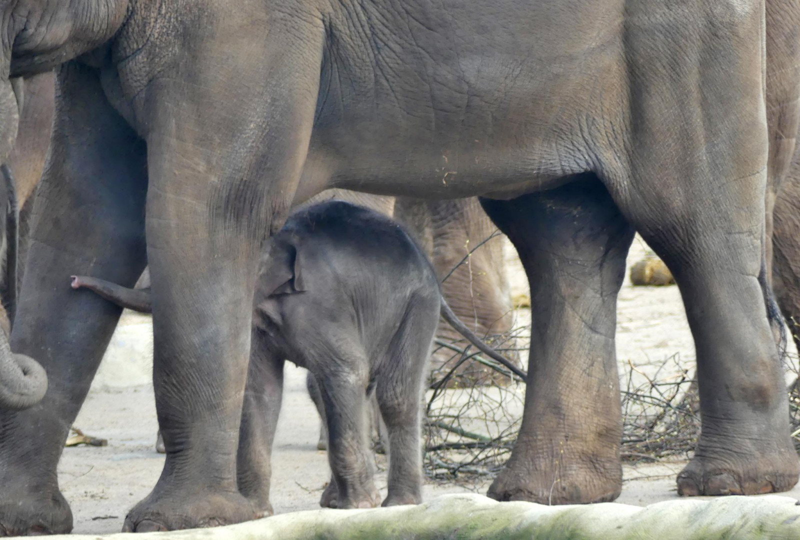 dítě, sloní, slon, Elefantenbaby, Elephantbaby, zoologická zahrada, Zook ln, deutschland, Německo, specanimal, Jungbulkne