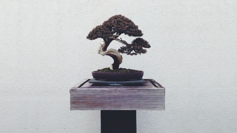 1920x1080 px,Bonsai