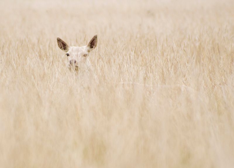 Tierwelt, Fauna, Wiese, Prärie, Grasfamilie, Ecoregion