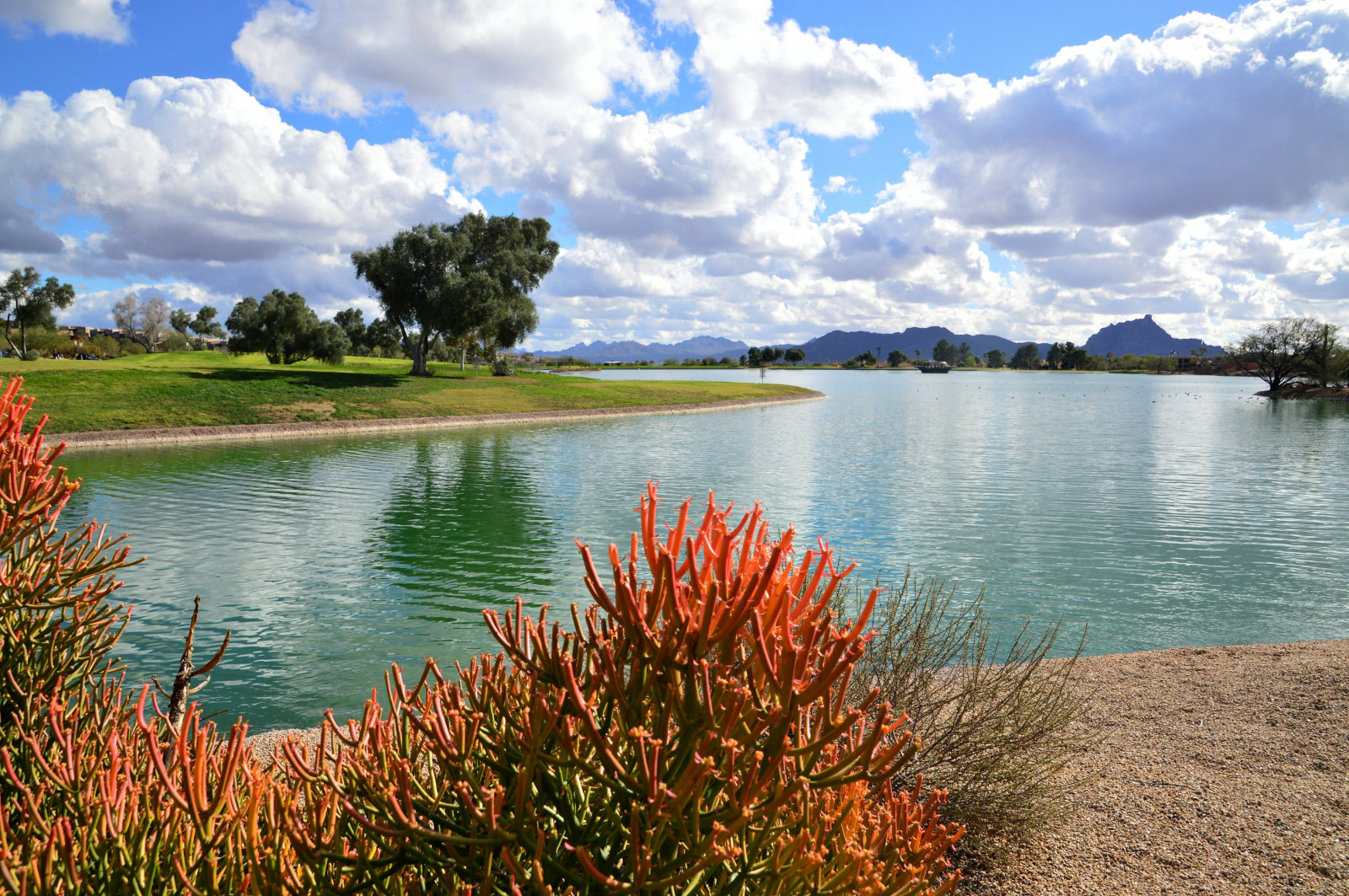 Wallpaper landscape, sea, flowers, bay, lake, nature, shore