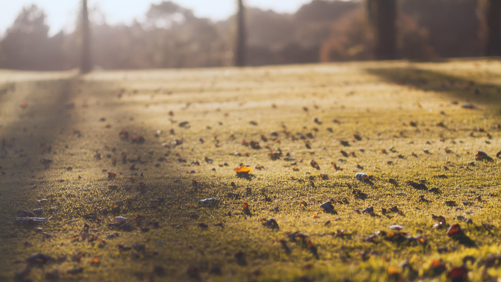 Příroda, listy, podzim, večer, tráva