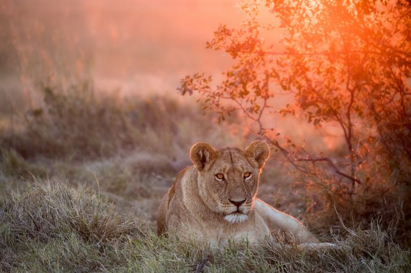 animals, big cats, mammals, lion, nature