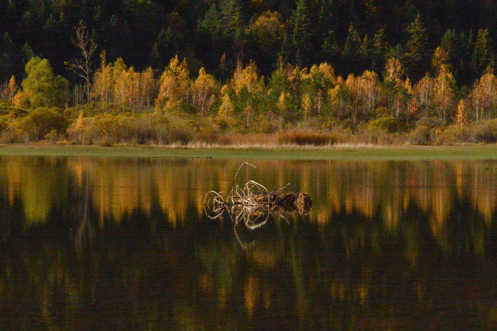 les, jezero, Příroda, odraz, ráno, Nikon, divočina, rybník, bažina, mokřadní, 2014, strom, podzim, list, sezóna, aragon, octubre, zálesí, reflejos, bažina, jezero, místo výskytu, přírodní prostředí, atmosférický jev, dřevina, ekosystém, Pantano, Huesca, Pirineos, Pineta