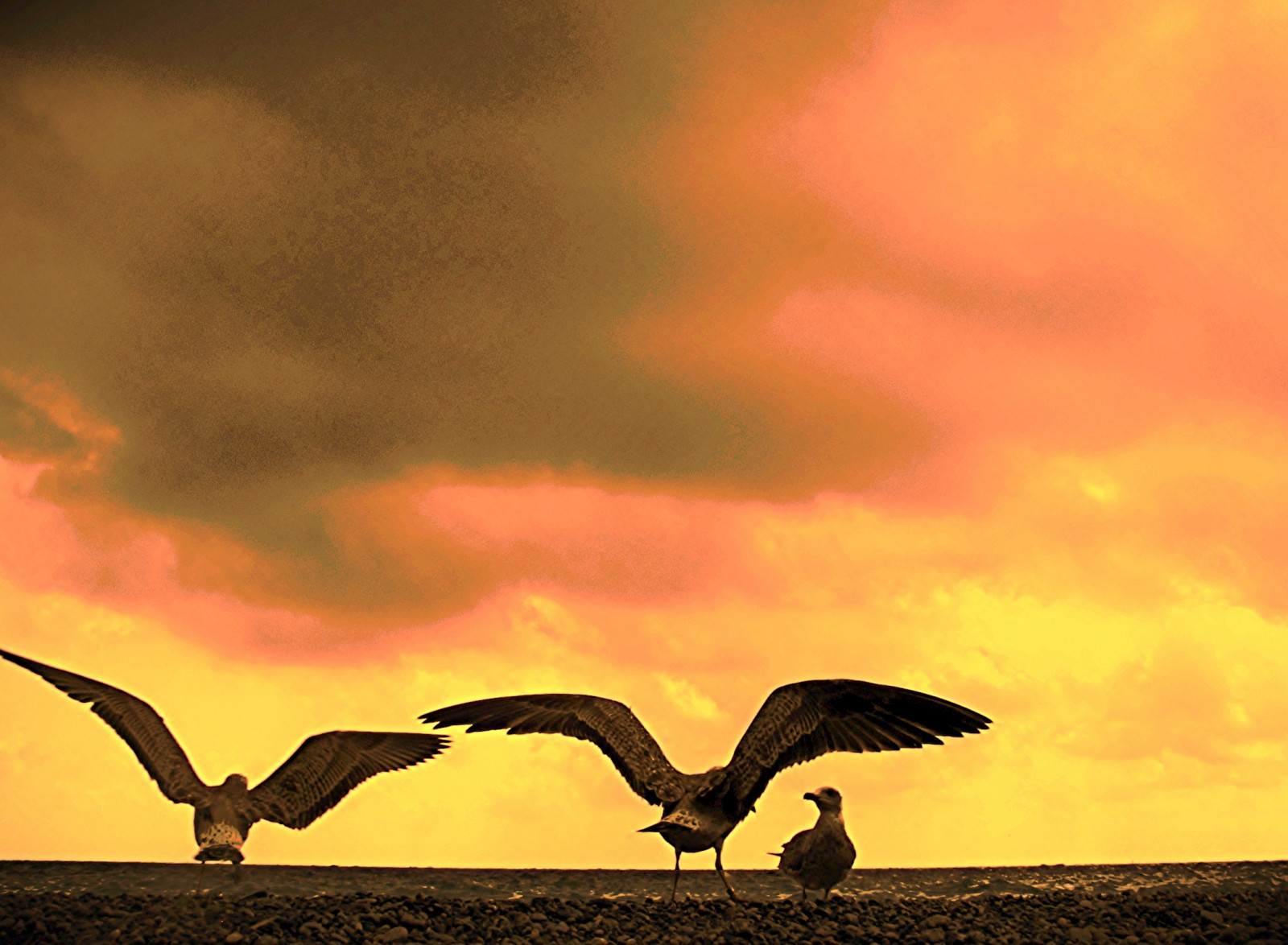 výlet, cestovat, moře, letní, nebe, oranžový, Racků, 3, Cestovní ruch, pláž, Příroda, ptactvo, žlutý, mraky, Los Angeles, boj, křídla, válka, eau, Evropa, riviera, Italia, nuvole, kobyla, odpoledne, racek, rackové, Ligurie, kyselina, ngc, eu, guerra, natura, Clash, Krieg, pop, Ali, Pietre, giallo, cesta, postavy, VS, ng, bojovníci, psychedelic, gita, tempo, Viaggio, GABBIANI, dei, Itay, slezina, conti, Rissa, arancione, Resa, 1vs1, Superstars, ligure, Kyseliny, Brutto, Psichedelie, Duello, Okcorral, Ligurien, Ciottoli, Pennuti, Savonese, Mediteranneo, Psichedelico, Unocontrouno, Oneagainstone, Wonkel, 1tegen1