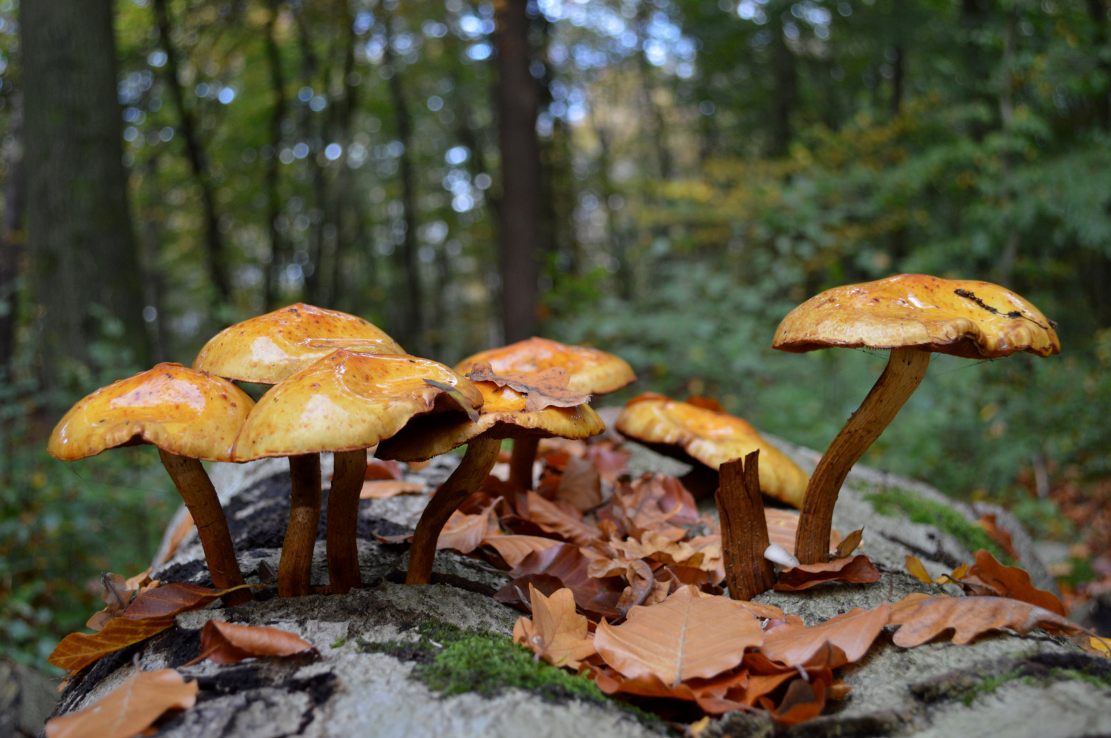 ป่า, ธรรมชาติ, เห็ด, เนเธอร์แลนด์, 2013, ฮอลแลนด์, เชื้อรา, ฤดูใบไม้ร่วง, ใบไม้, ฤดู, nederland, Niederlande, overijssel, ป่าไม้, herfst, Paddestoel, สภาพแวดล้อมทางธรรมชาติ, เห็ดนางรม, agaricomycetes, เห็ดสมุนไพร, บิดเบี้ยว, Delden, เหรียญเงิน, bolete, เห็ดกินได้, agaric, auriculariales, auriculariaceae, เห็ดลิ้นจี่